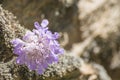 Detailed purple flower on a rock during spring