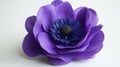 Vibrant Purple Anemone Flower Closeup with Dark Center Royalty Free Stock Photo