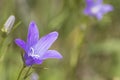 Detailed purple harebell during spring in a green meadow