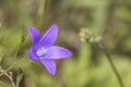 Detailed purple harebell during spring in a green meadow