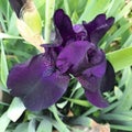 Detailed Purple Iris