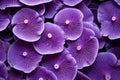 Detailed Purple macro closeup mushrooms. Generate Ai Royalty Free Stock Photo