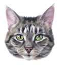 Detailed realistic color portrait of a striped gray cat with green eyes.