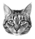 Detailed realistic monochrome portrait of a striped gray cat.