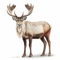 Detailed Realistic Portrait Of A White Deer With Large Antlers Royalty Free Stock Photo