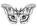 Detailed realistic sketch of a butterfly / moth