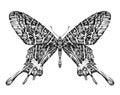 Detailed realistic sketch of a butterfly moth