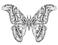 Detailed realistic sketch of a butterfly / moth