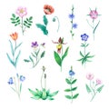 Detailed realistic watercolor botanical illustration. Different meadow cute flowers. Clip art of wild flowers. Royalty Free Stock Photo