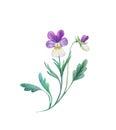Detailed realistic watercolor botanical illustration. Pansy flowers, viola tricolor, isolated on white background.