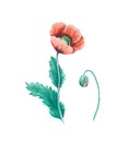 Detailed realistic watercolor botanical illustration. Wild red poppy flowers and bud isolated on white background. Royalty Free Stock Photo