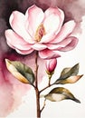 Detailed realistic watercolor magnolia flower. Floral illustration for web or printed products