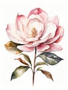 Detailed realistic watercolor magnolia flower. Floral illustration for web or printed products