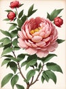 Detailed realistic watercolor peony flower. Floral illustration for web or printed products