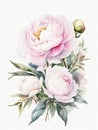 Detailed realistic watercolor peony flower. Floral illustration for web or printed products