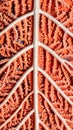 Detailed Red Branch Coral Structure with White Veins Creating an Organic Pattern Royalty Free Stock Photo
