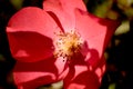 Detailed Red Rose flower with Pollen Close-up Royalty Free Stock Photo