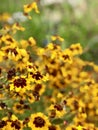 Detailed And Remarkable Macro Close Shot! Field Of Wildflowers With Blurred Background