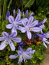 Detailed And Remarkable Macro Close Shot! Purple Detailed And Delicate Flower With Blurred Background