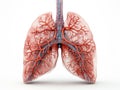 Detailed rendering of human lungs on a white background. Alveoli, capillaries, blood vessels and the main respiratory