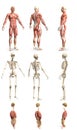 9 detailed renders in 1, mans body with muscle map and skeleton and organs - physiology research concept - creative medical 3D