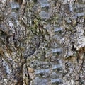 Detailed repeatable close up texture of natural tree bark Royalty Free Stock Photo