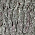 Detailed repeatable close up texture of natural tree bark Royalty Free Stock Photo