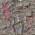 Detailed repeatable close up texture of natural tree bark Royalty Free Stock Photo