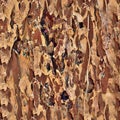 Detailed repeatable close up texture of natural tree bark Royalty Free Stock Photo