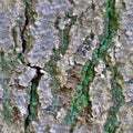 Detailed repeatable close up texture of natural tree bark Royalty Free Stock Photo