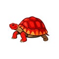 Detailed Representation of Red-Footed Tortoise in Color Royalty Free Stock Photo