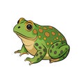 Detailed Representation of Common Midwife Toad in Color Royalty Free Stock Photo