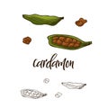 Detailed retro image of cardamon. Ink sketch isolated on white background. Herb spice. Vector illustration