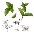 Detailed retro image of mint. Ink sketch isolated on white background. Herb spice. Vector illustration
