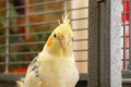 Detailed, shallow focus of an adult, mail Cockatiel seen in his opened cage.