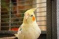 Detailed, shallow focus of an adult, mail Cockatiel seen in his opened cage.