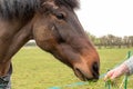 Detailed, shallow focus image of a chestnut coloured Horse seen grazing.