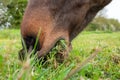 Detailed, shallow focus image of a chestnut coloured Horse seen grazing.