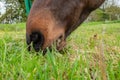 Detailed, shallow focus image of a chestnut coloured Horse seen grazing.