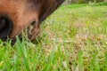 Detailed, shallow focus image of a chestnut coloured Horse seen grazing.