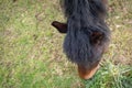 Detailed, shallow focus image of a chestnut coloured Horse seen grazing.