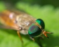 Detailed sharp macro of a eye compound of the horse fly Royalty Free Stock Photo