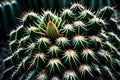 A detailed shot of a cactus spine, its sharp and sculptural form