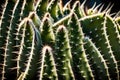 A detailed shot of a cactus spine, its sharp and sculptural form