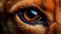 Detailed shot of canine eye