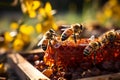 Detailed shot captures worker bees collecting nectar beehive alive with diligent activity