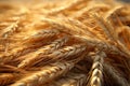 Detailed shot capturing the fine texture of a wheat pile