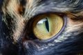 A detailed shot capturing the intricate colors and patterns of a cats eye, reflecting the surrounding light, Extreme close-up of a