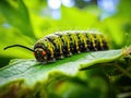 Detailed illustration of a caterpillar on a leaf with a missing antenna