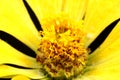 A detailed shot of the center of a Zinnia flower, showcasing its white central disk surrounded by pollen and bright yellow petals.